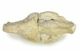 Partial Oreodont (Merycoidodon) Upper Skull - South Dakota #342182-7